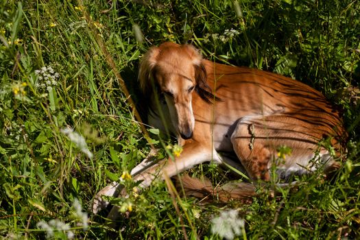 Lying brown saluki in green grass
