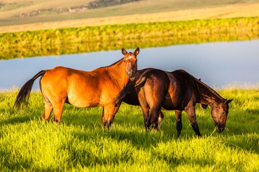 Horse ponies late afternoon colors eating green grass nearby small dam.