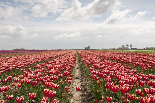 flowers and tulip fields in holland