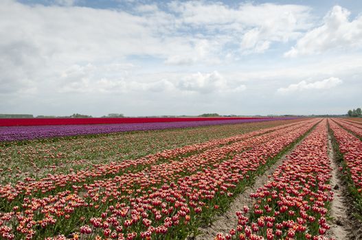 flowers and tulip fields in holland