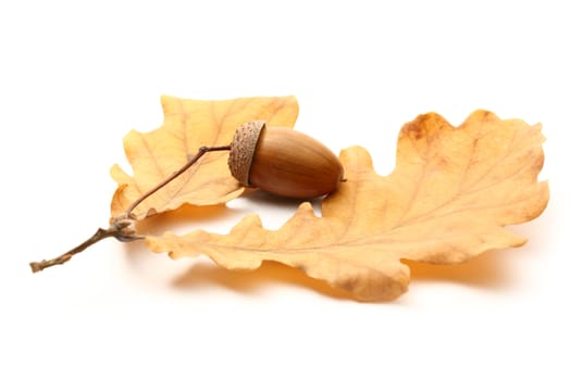 Fresh acorn with dried leaves