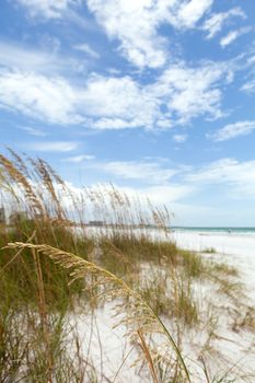 Siesta Key Beach is located on the gulf coast of Sarasota Florida with powdery sand. Shallow depth of field with focus on the grasses.