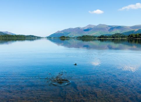 Very smooth and calm water on Derwent Water in English Lake District is spoiled by splash and ripples from a stone thrown into the flat surface of the lakes.