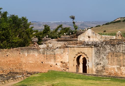 Ancient roman ruins in Chellah near Rabat in Morocco are well populated by storks and their nests