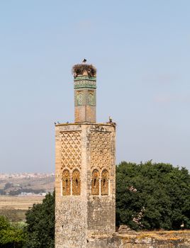 Ancient roman ruins in Chellah near Rabat in Morocco are well populated by storks and their nests