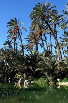 Palm garden park in Alicante, Spain.