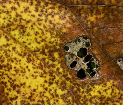 background or texture yellowish brown dying tree leaf