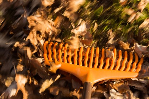 Motion blur created when orange lawn rake is moved through the leaves on green lawn with a focus on the tool as the grass and falled autumn leaves blur with movement to suggest work