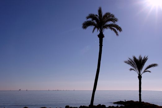 Sea overview in palm garden park in Alicante, Spain.