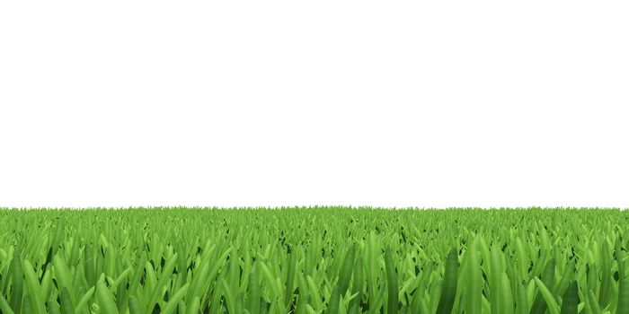 Field of green grass. Background texture, high resolution