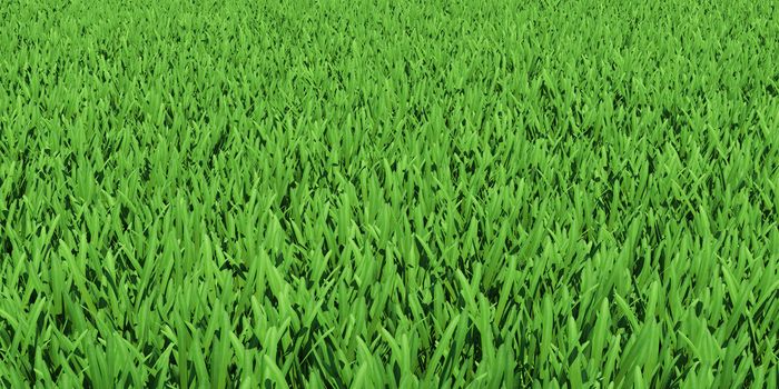 Field of green grass. Background texture, high resolution