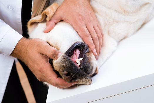 Photo veterinarian checks the teeth of a dog that is on the table