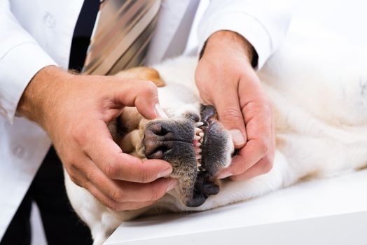 Photo veterinarian checks the teeth of a dog that is on the table