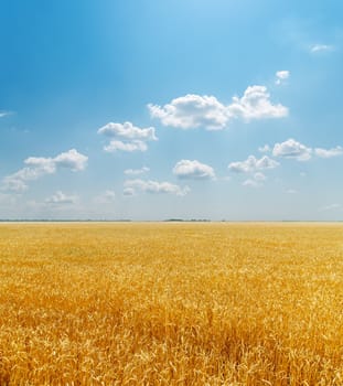 field with golden harvest under clouds in sky