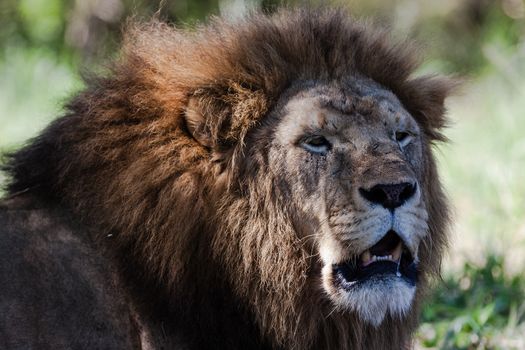 Lion male leader under tree growling in wildlife park reserve