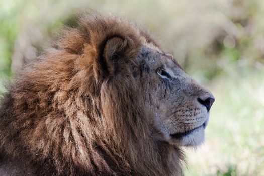 King lion stare under the tree shadows in wildlife park reserve