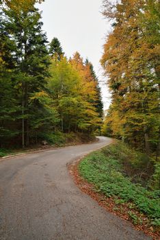 Autumn Forest with Colorful Leaves on Trees and Curved Road