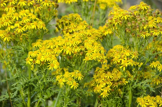 Yellow flowers of Jacobaea vulgaris, ragwort or benweed