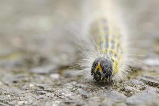 Hairy yellow caterpillar walking on the ground