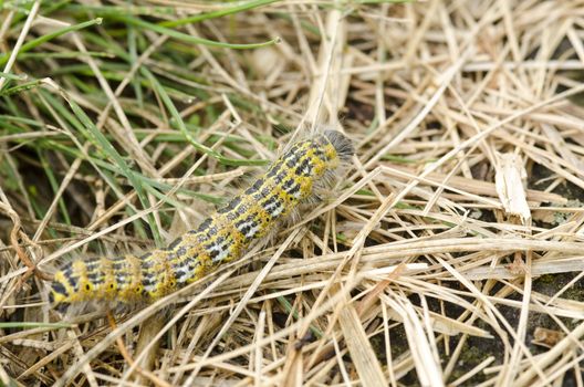 Hairy yellow caterpillar walking on the ground