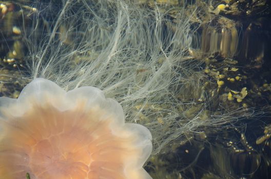 Lion's mane jellyfish, Cyanea capillata, swimming in water close to the surface