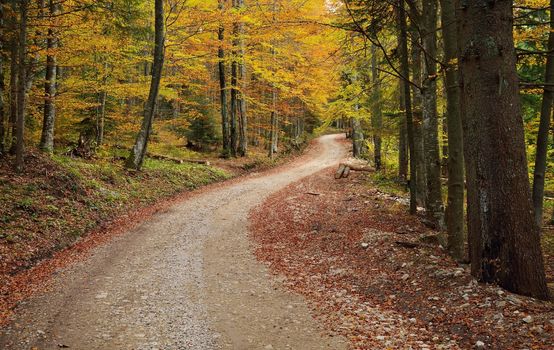Mountain Road in Forest with Autumn Colorful Trees