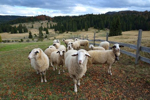 Group of Sheep on a Pasture in Mountain