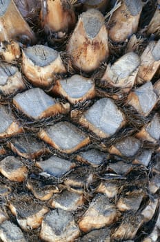 Palm tree trunk texture                               