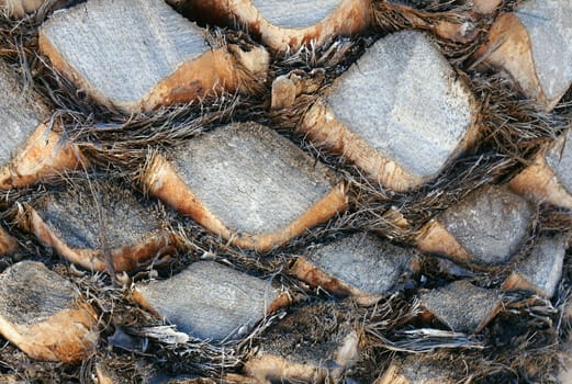 Palm tree trunk texture  closeup                     
