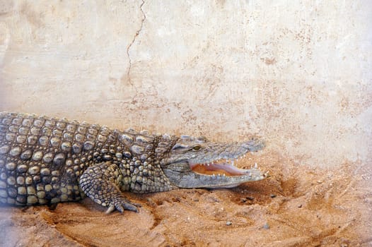 Crocodile in zoo close up                               