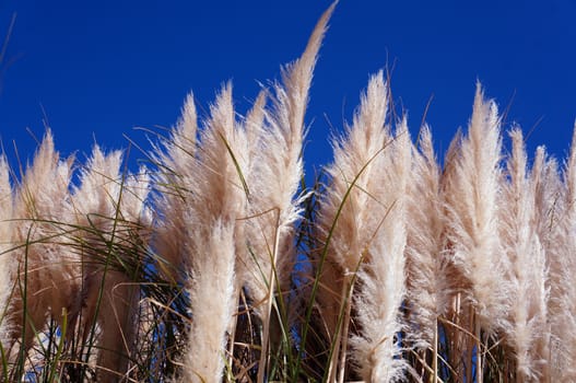  Tall grass on a background of  blue sky                              