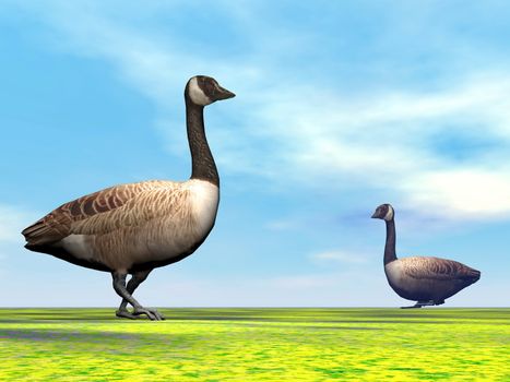 Two canadian geese walking on the grass by day light with little clouds