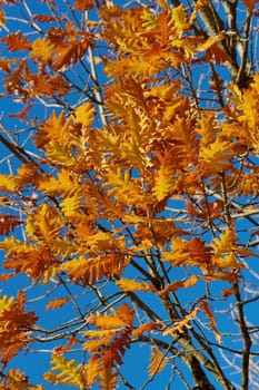 Close up on autumn red oak leaves and blue sky background