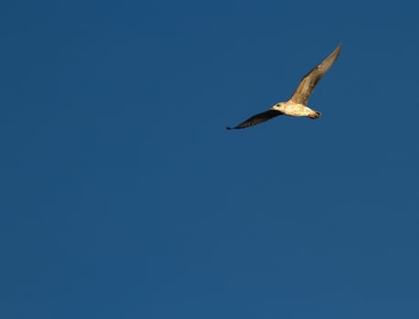 Seagull flying in deep blue sky