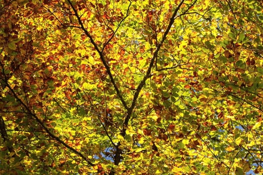 Background of colorful green and orange leaves in autumn season