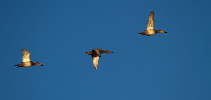 Three pochard ducks flying in deep blue sky by sunset