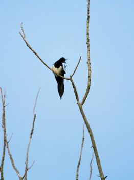 Magpie bird standing on a branch and shouting with open beak