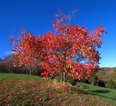 Alone red autumn tree on hill and deep blue sky