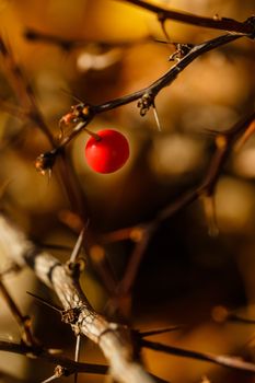Berries and thorns in the autumn forest close-up shot