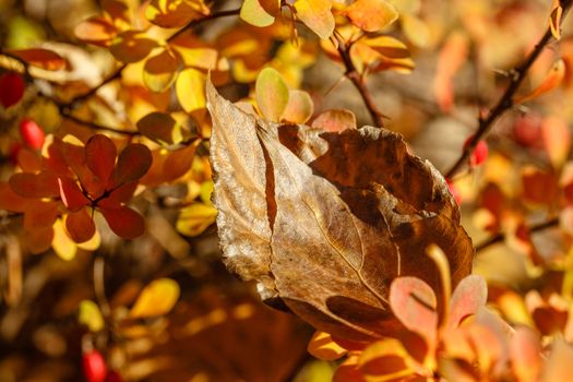 Fading autumn leaves close-up shot