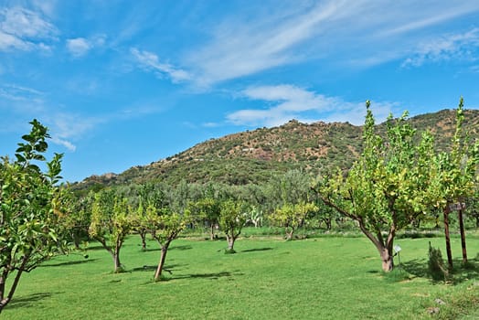 A green valley with trees of sicilian hinterland at the sunny day