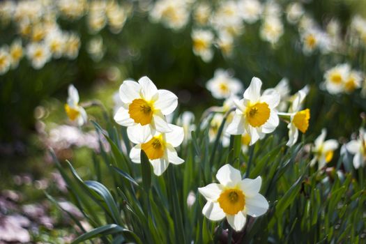 Close up of white daffodils