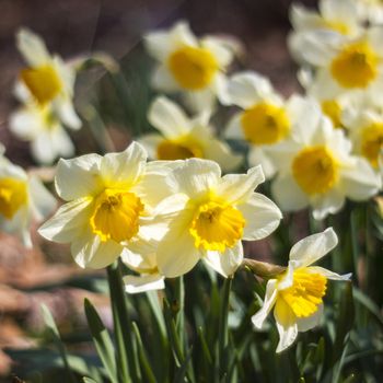 Close up of white daffodils