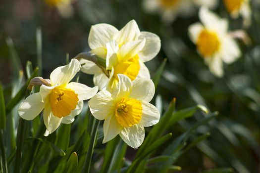 Close up of white daffodils