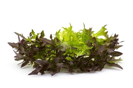 Lollo rosso lettuce on white 