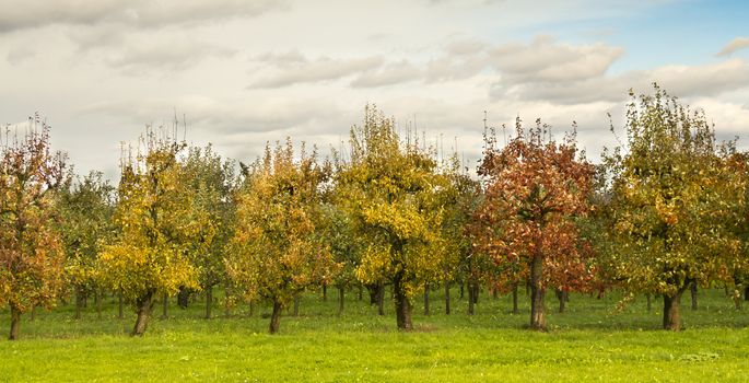 Fruit trees in a line from front