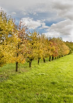 Colourful fruit trees in a line in autumn