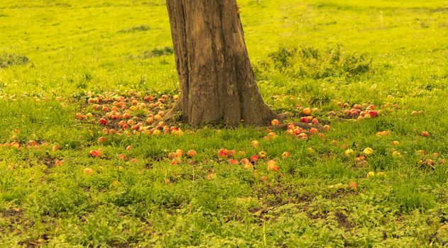 Organic garbage decaying on the greens under the apple tree