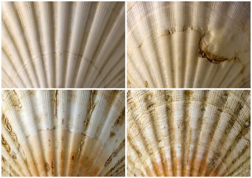 Four close up or texture of scallop seashells on white background