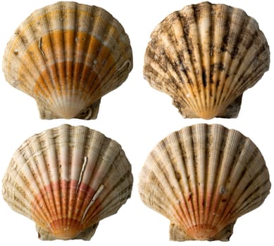 Set of four scallop seashells isolated on white background
